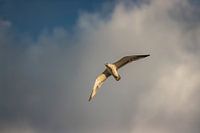 Mouette volante