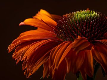 Warme kleuren: De dansende blaadjes van een Echinacea in het licht van Marjolijn van den Berg
