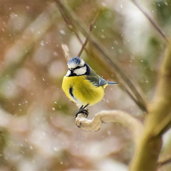 Great tit in the snow by Sjoerd Naus