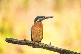 Eisvogel, weiblich. (Alcedo atthis)