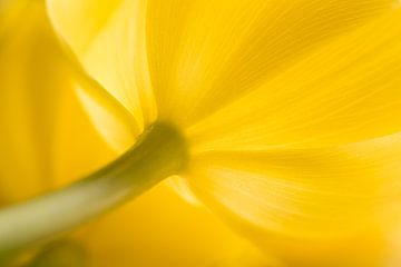 De dromerige gele tulp van Marjolijn van den Berg