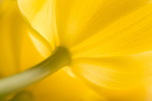 De dromerige gele tulp