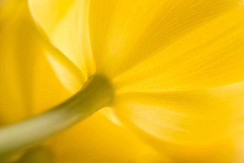 La tulipe jaune de rêve par Marjolijn van den Berg