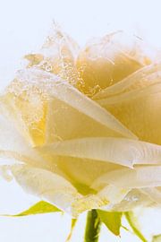White rose in ice 1 by Marc Heiligenstein
