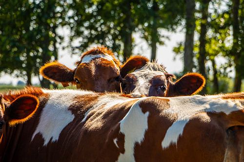 Kalfjes in het weiland