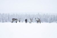 Rentierherde in Schwedisch-Lappland