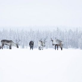 Rentierherde in Schwedisch-Lappland von Milou Hinssen