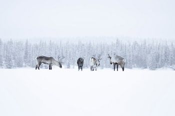 Rentierherde in Schwedisch-Lappland