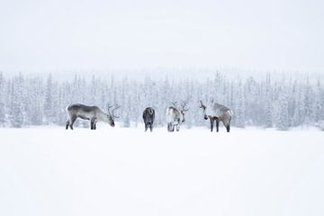 Kudde rendieren in Zweeds Lapland van Milou Hinssen