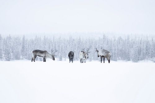 Troupeau de rennes en Laponie suédoise