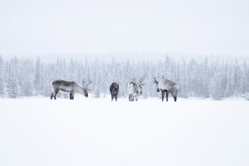Herd of reindeer in Swedish Lapland by Milou Hinssen