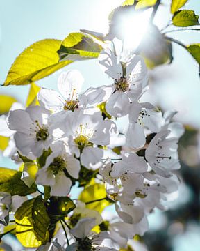 Weiße Kirschblüte