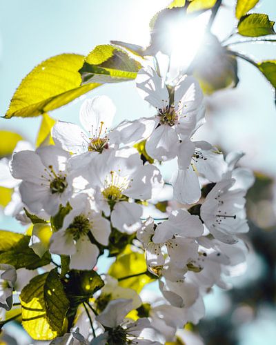 White cherry blossom