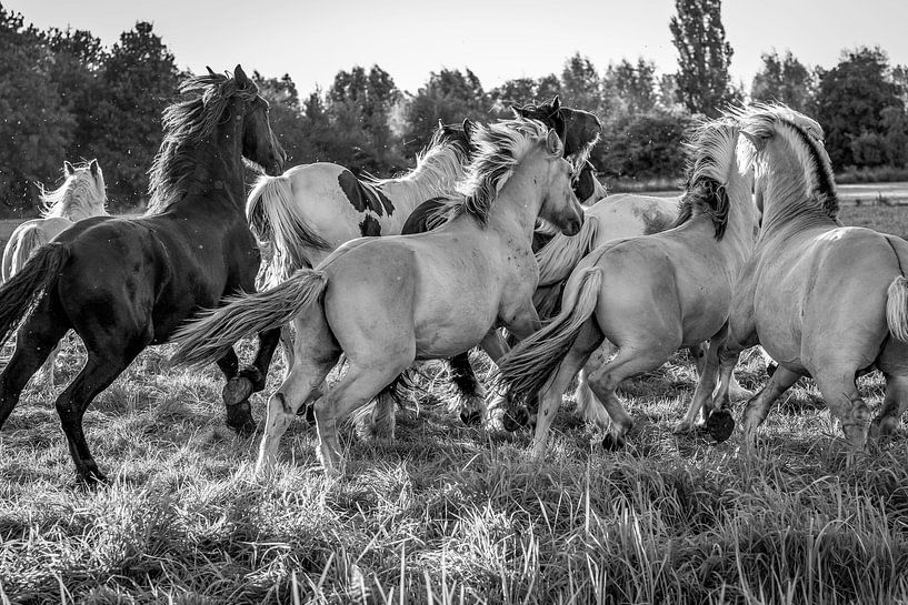 Paardenkracht van Natasja Claessens