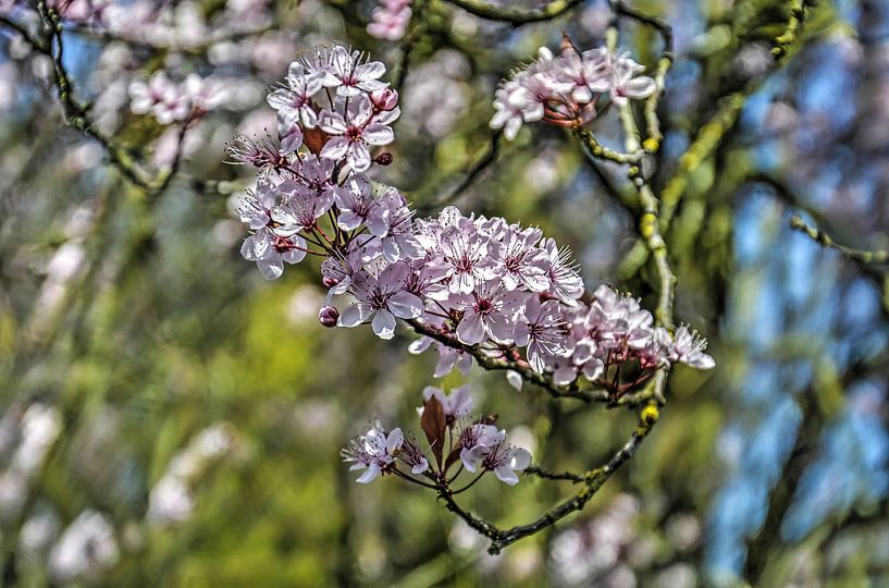 Fleurs de cerisier  par Frans Blok