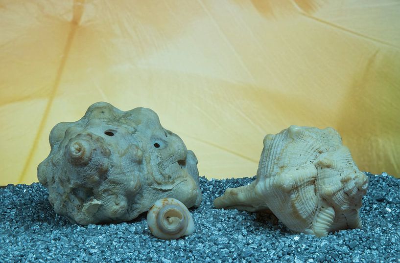 Shells von Tomas S.