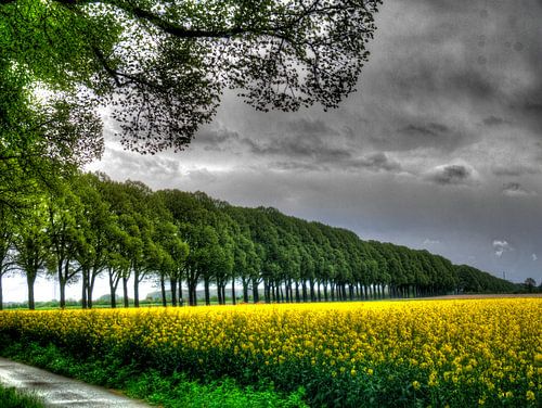 Verkrachting op de laan