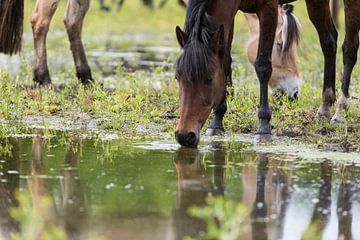 Spiegelbeeld paarden in riviertje