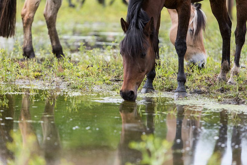 Spiegelbeeld paarden in riviertje by Tekstvaart Photography
