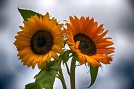 Twee zonnebloemen von ChrisWillemsen Miniaturansicht
