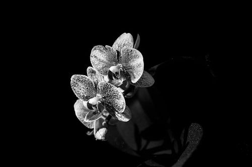 Orchidee mit Tropfen