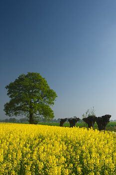 Frühling in Twente