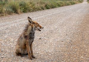 Rotfuchs sitzt auf einer Schotterstraße in einer ländlichen Landschaft