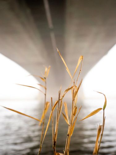 Onder de brug