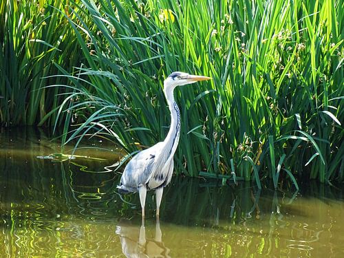 Reiger in het water