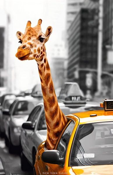 Giraffe in Taxi van David Potter