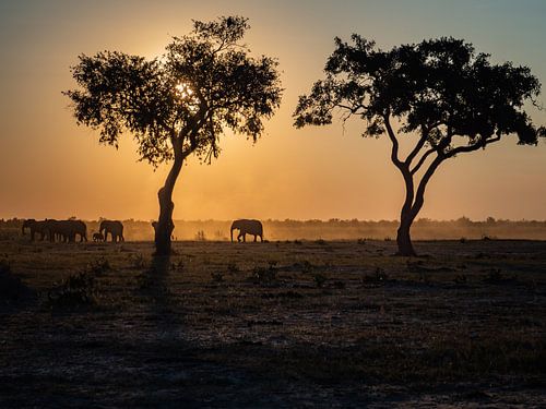 elephants sunset behind trees