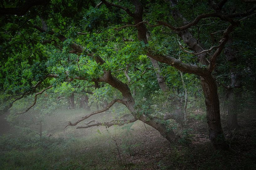 Young green on the oak tree in the mist by peterheinspictures