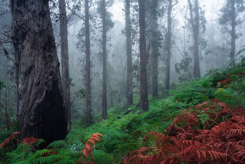 The fern forest by Martin Podt