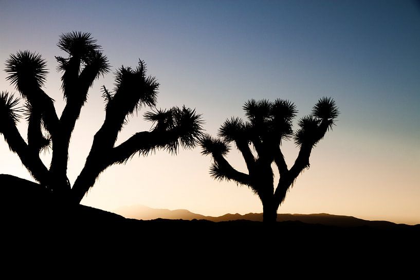 Zonsondergang over Joshua Tree National Park, Californië, de VS van Tjeerd Kruse
