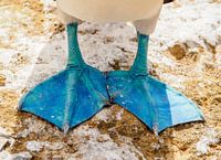 LP 71311469 Blue Footed Gent America