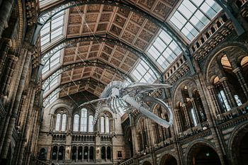 Whale (Walvis skelet) - London ll