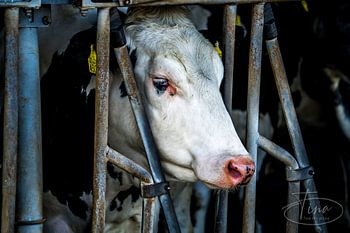 Kühe blicken durch den Stall