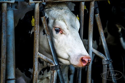 Koeien gezicht door de stal heen
