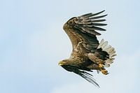 white-tailed eagle