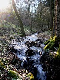 The hidden place of power in the forest