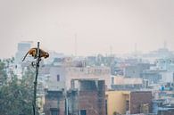 Een aapje zit hoog in een antenne boven de sloppenwijk van Agra, India. van Twan Bankers thumbnail
