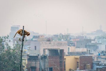 Een aapje zit hoog in een antenne boven de sloppenwijk van Agra, India. van Twan Bankers