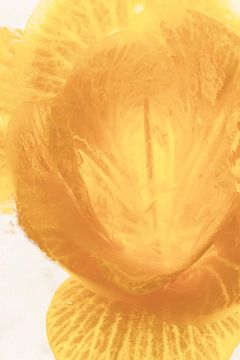 Gele fresia in ijs 1 van Marc Heiligenstein