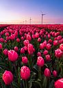 Tulpen van Jeroen Linnenkamp thumbnail