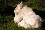 Niedliches Fohlen eines Ponys (Shetland) von Jeroen Mikkers Miniaturansicht