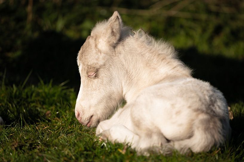 Niedliches Fohlen eines Ponys (Shetland) von Jeroen Mikkers