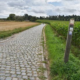 Cyclist on top of the Kwaremont by Gonnie van Hove