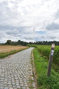 Cycliste au sommet du Kwaremont