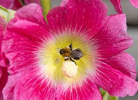 Stockrose von Bo Valentino