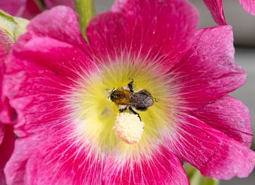 Rose trémière sur Bo Valentino